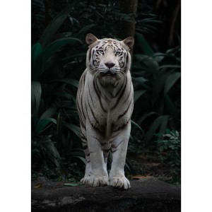 VPBN-824004 Sino Crafts-Pertsonalizatutako tigre zuri altze eta azeria Zenbakien bidezko margoketa heldua, DIY pintura digitala kit, markorik gabe 16×20 hazbeteko (40×50 cm)